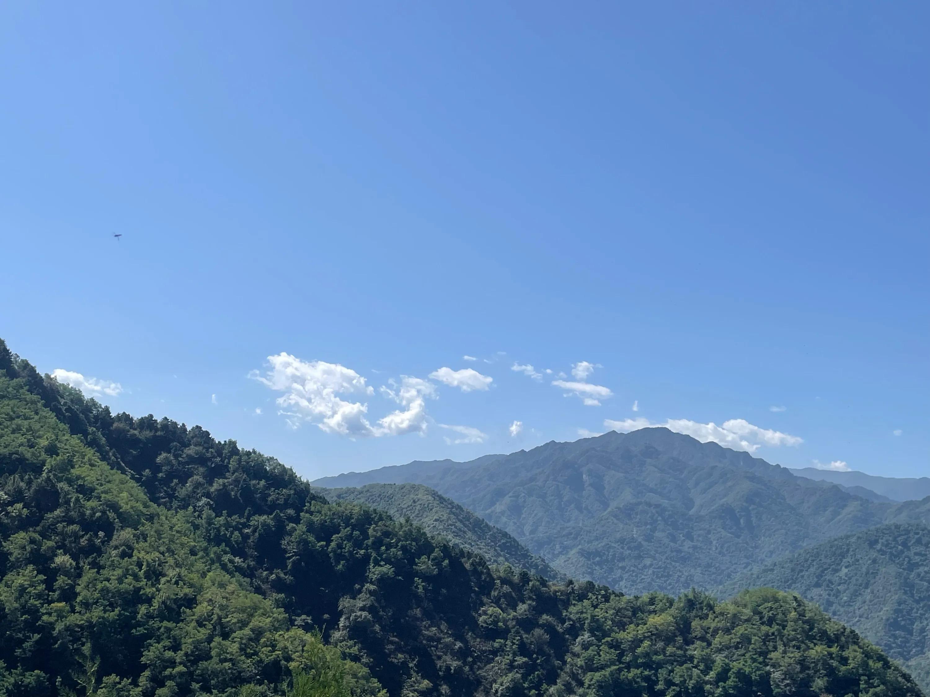 白雀寺神树视频,白雀寺供奉哪位菩萨