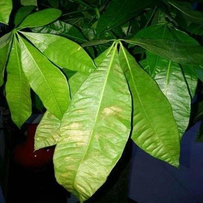 养花发黄,养花个别叶子干枯