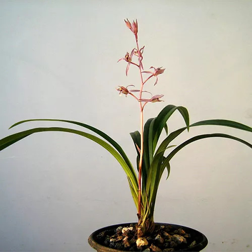 全部金木水火土五行五系植物介绍,五种植物代表五行