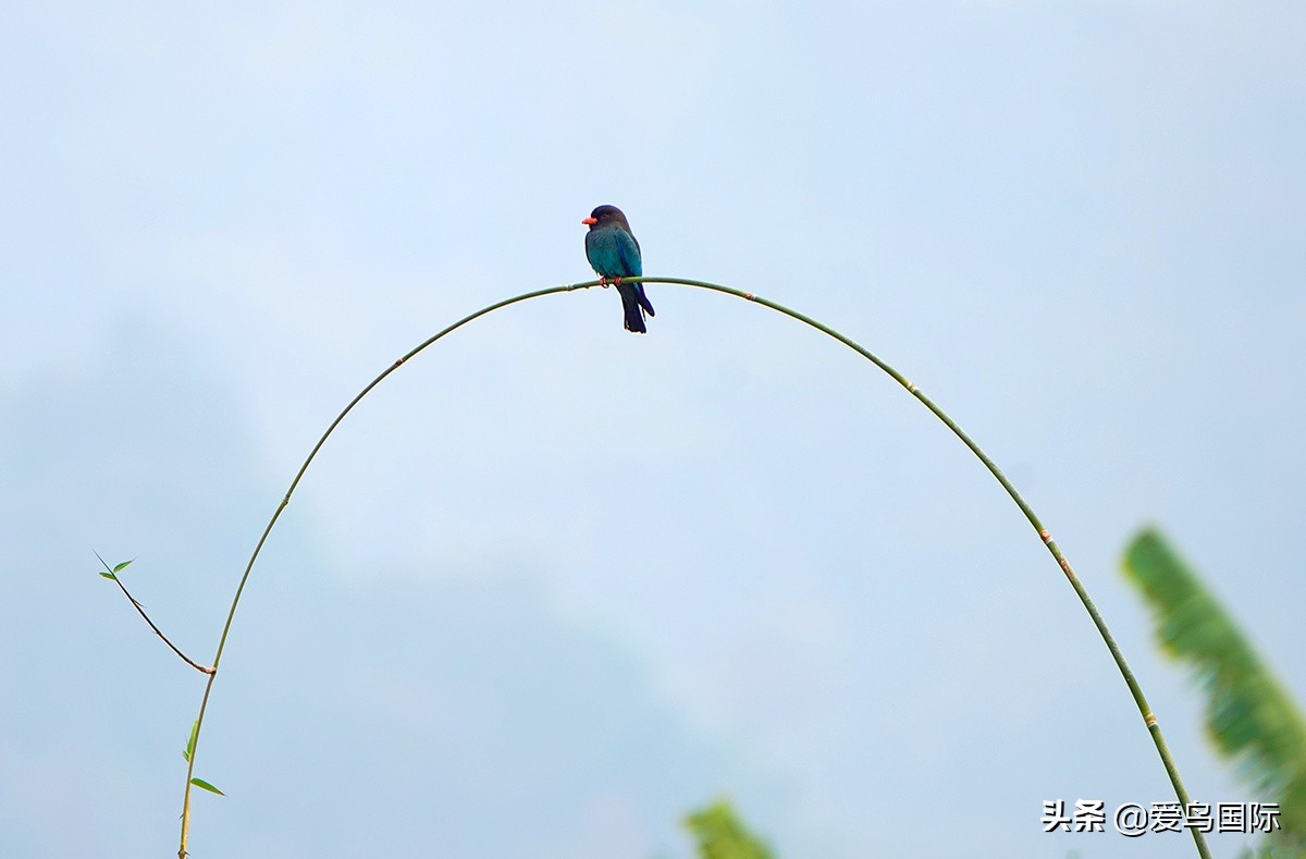 躁动的繁殖季节2021观鸟大年五月精华作品集