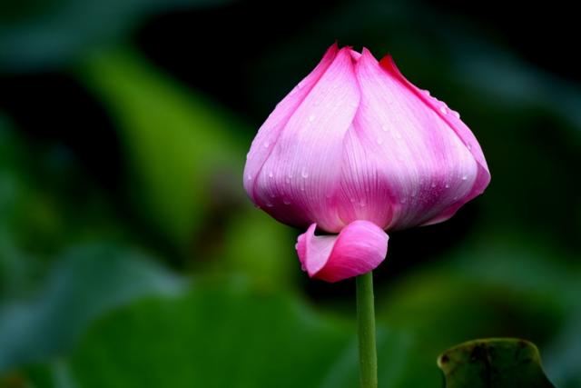 最美的荷花诗句,一起赏荷花的诗词歌赋