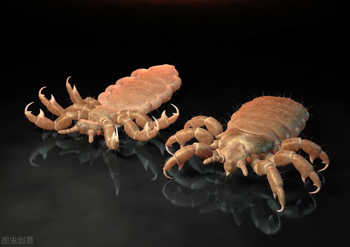 它们喜欢寄生在人的身体上行动迅速敏捷数量繁多