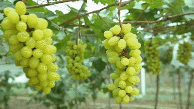 100种葡萄品种大全,12种热门葡萄