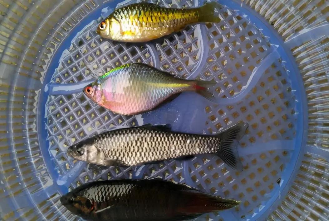 形似鳊鱼但比鳊鱼细长,形似鳊鱼的海鱼