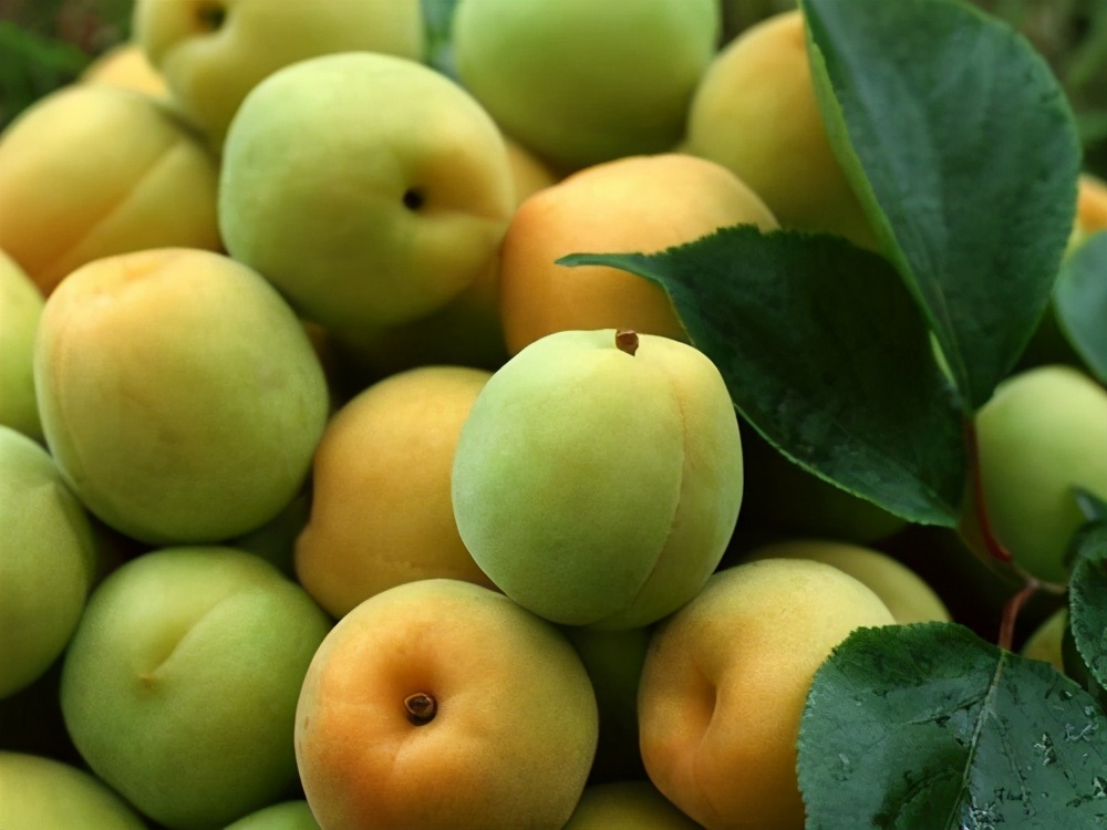 梅子杏子李子果实的区别,梅子和李子有什么区别