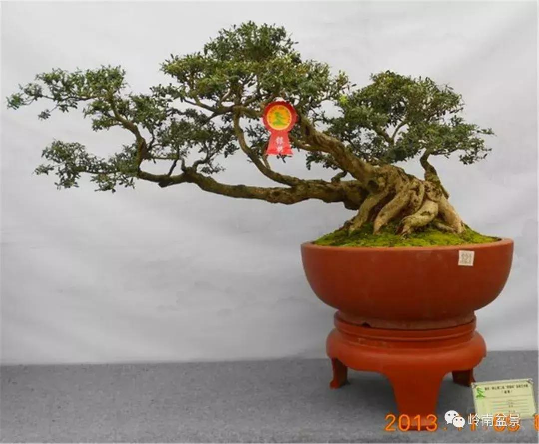 临水式金弹子盆景图片大全欣赏,看盆景展里赏心悦目的盆景