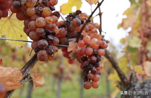 甜白葡萄酒很低级,甜白葡萄酒375