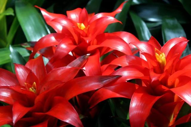 鸿运当头怎么养才能养好,鸿运当头怎么养才会长得好