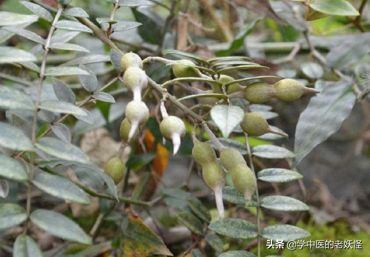 咽喉癌克星草药,山豆根主治咽炎吗