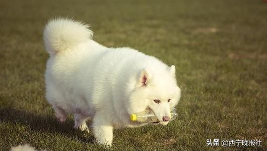 海口宠物死了怎么处理,城市里宠物死了怎么处置
