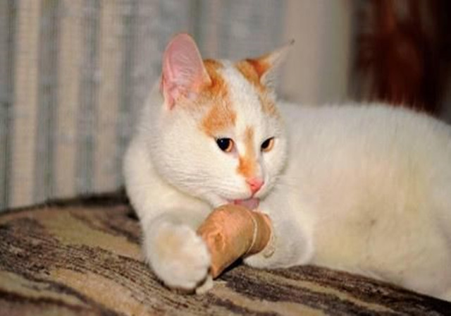 猫咪哪些情况需要去医院,猫咪有外伤用什么消炎