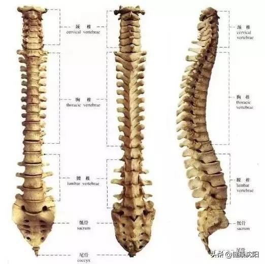 脊髓损伤的康复训练营,微讲堂脊髓损伤的康复治疗