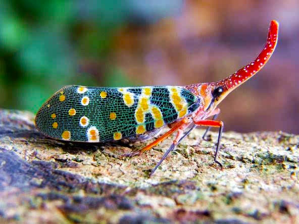 为什么人类是世界上最奇特的生物,细菌的演化过程