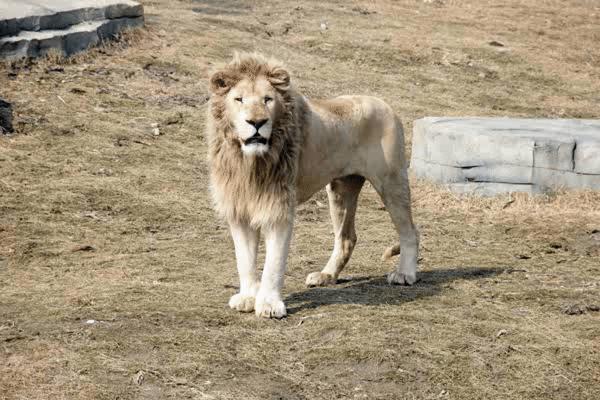 南通森林野生动物世界好玩吗,南通森林野生动物园门票团购