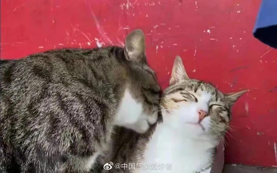 全网都以为复旦大学的猫被偷了，几天后…气得想骂猫