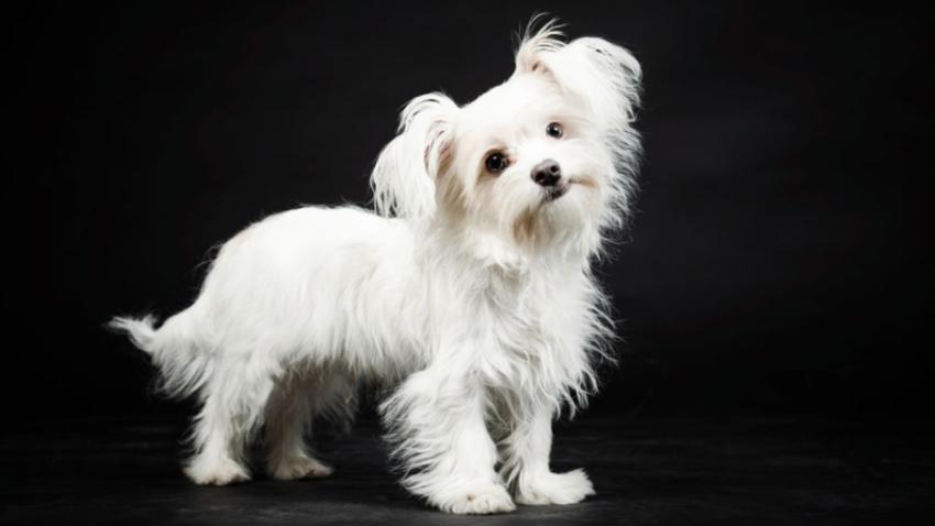 狗狗第一次来月经怎么办,狗狗初次来月经要怎么护理