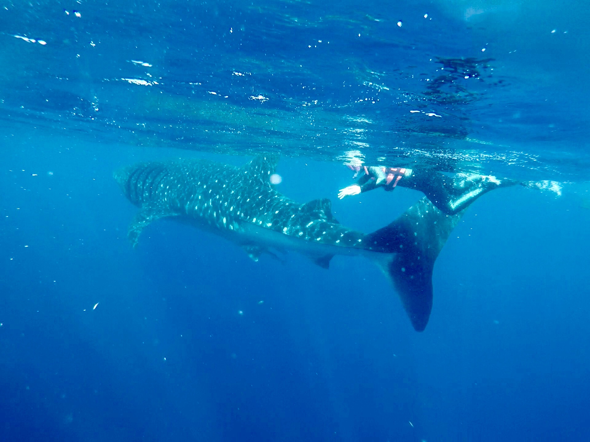 墨西哥坎昆之旅,旅行墨西哥坎昆