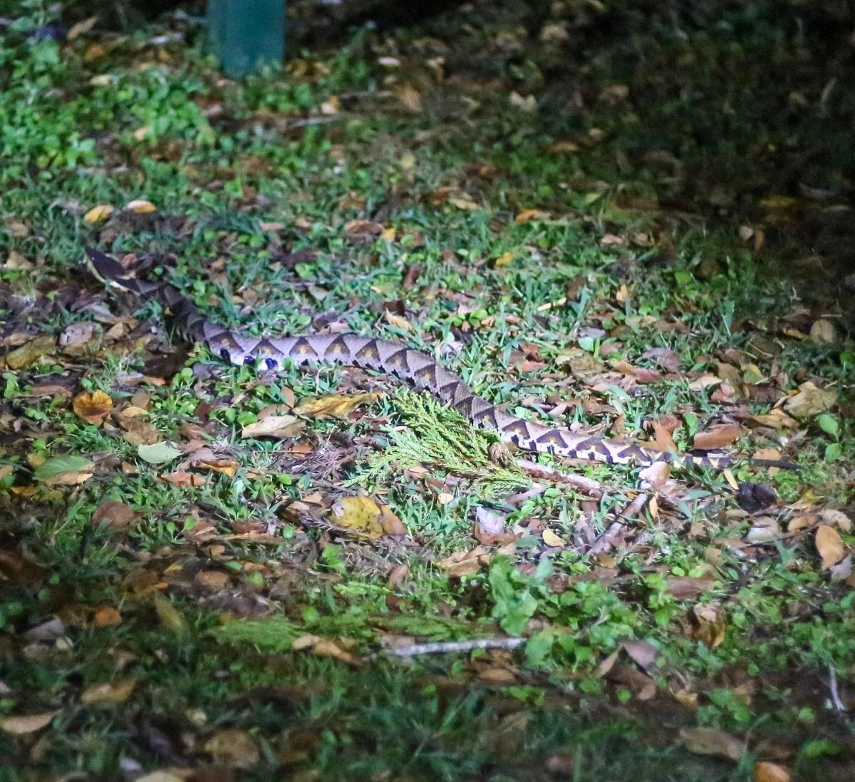 被毒蜂蛰怎么处理,户外被蛇咬后怎么办