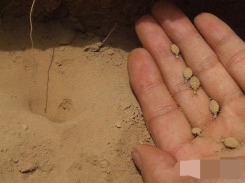 地牯牛虫收购多少钱一斤,地牯牛多少一斤