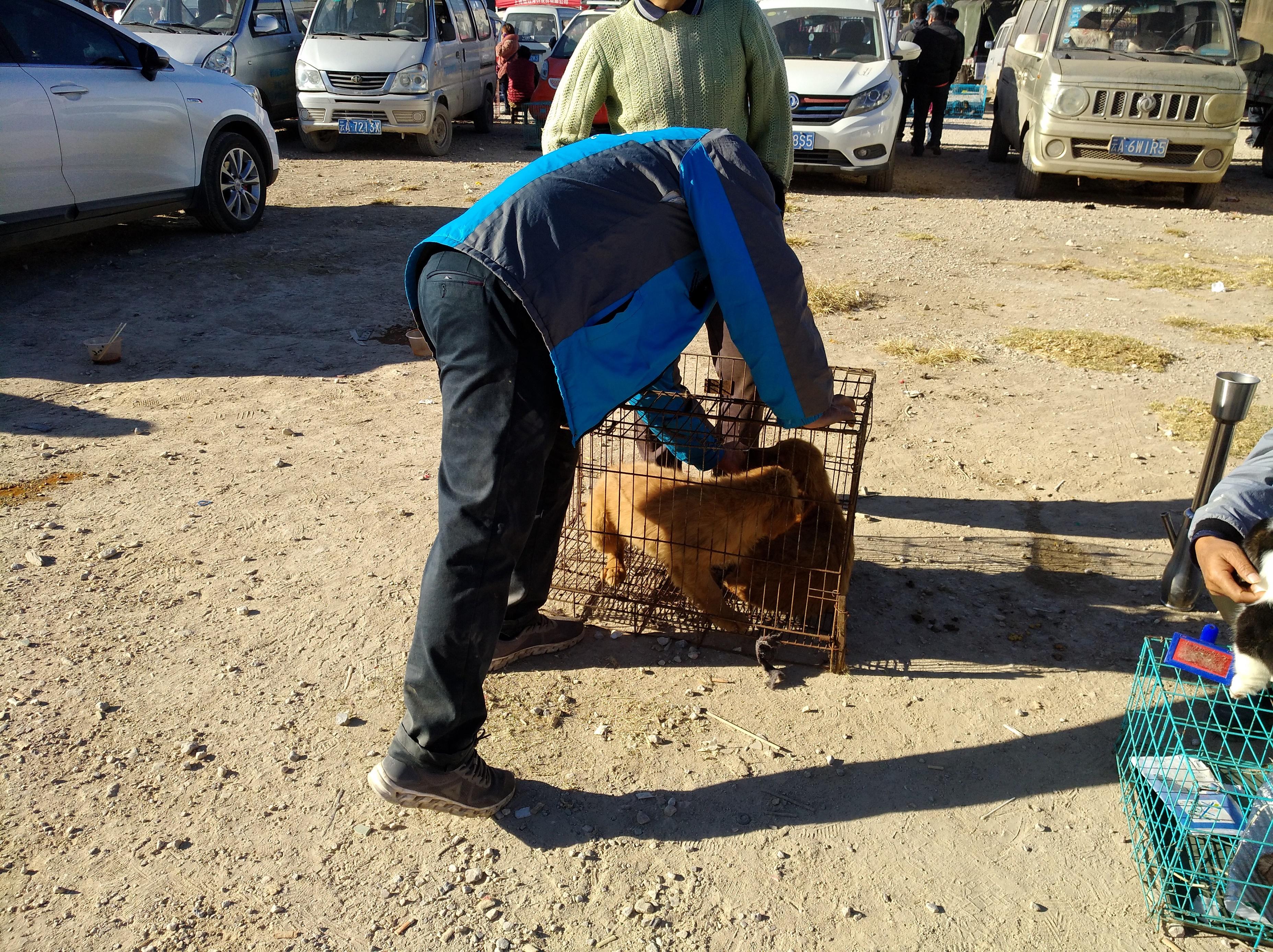 小金毛狗市场300块钱买得到吗,狗市场买只金毛