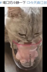 星巴克真香警告：猫爪虽香，小心挠伤
