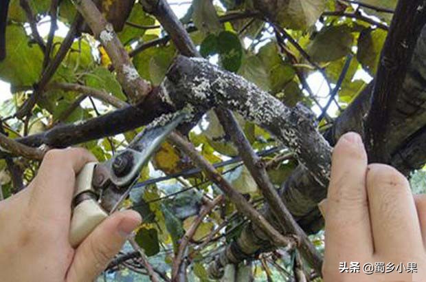 柑橘树干遭到虫害怎么防治,猕猴桃的病害和虫害有哪些