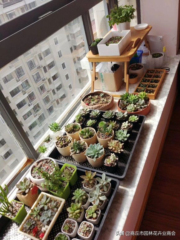 荷花多肉好养吗容易活吗,多肉用水养得活吗