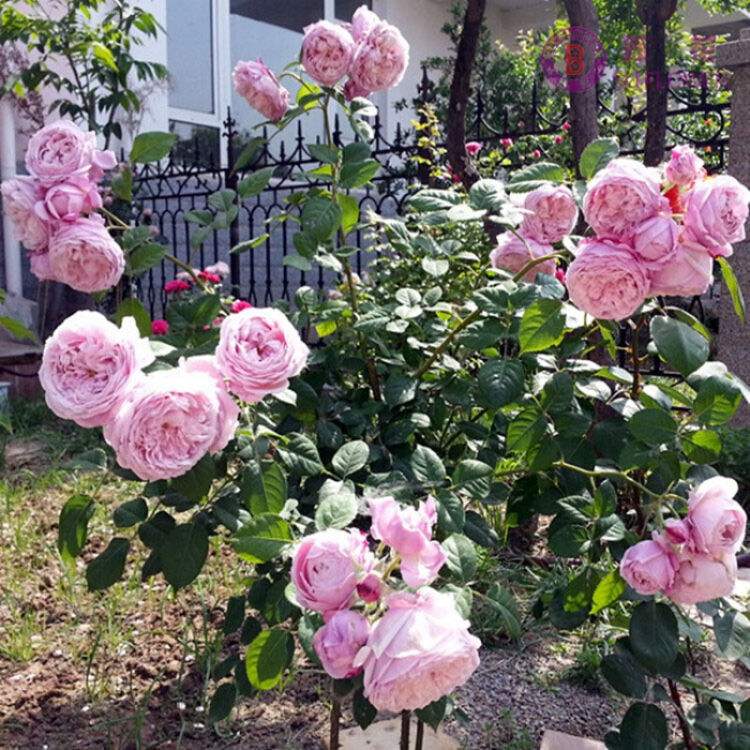 藤本月季自由精神,藤本月季自由精神和欢迎的区别