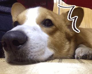 这9种狗狗最适合女人养了,最适合新手养的三种狗狗