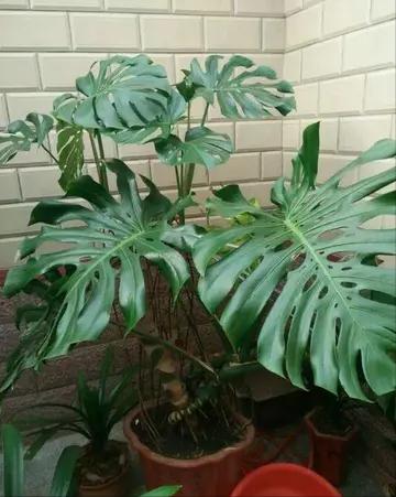 吸毒花怎么养,家庭好养的无毒花