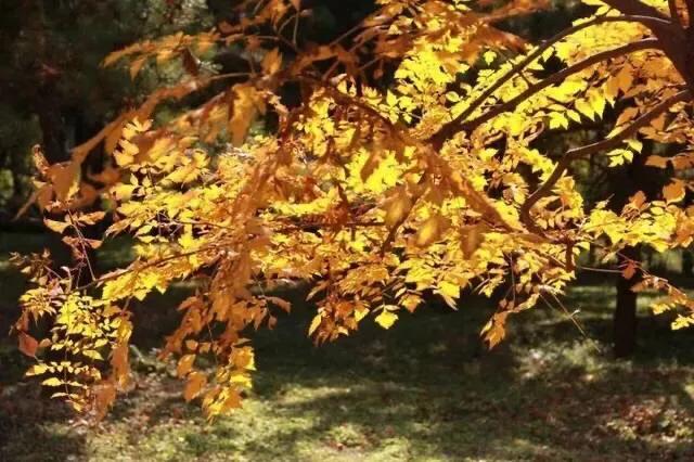 大连哪里的秋色最美呢,大连赏秋景的地方