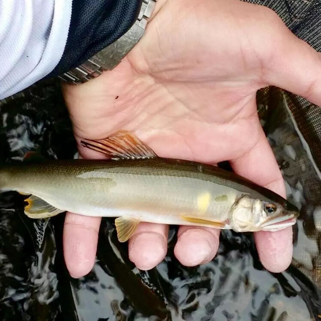 世界顶级淡水鱼大全,世界上顶级鱼类大全