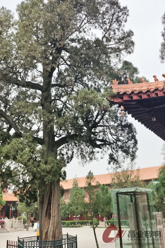 昌业经销石家庄虹音堂巡礼——赵县的柏林禅寺、4S店里的事