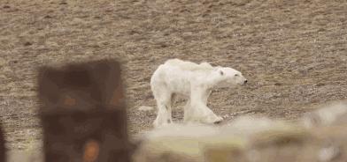 红帽子白胡子的老人,白胡子红帽子老人