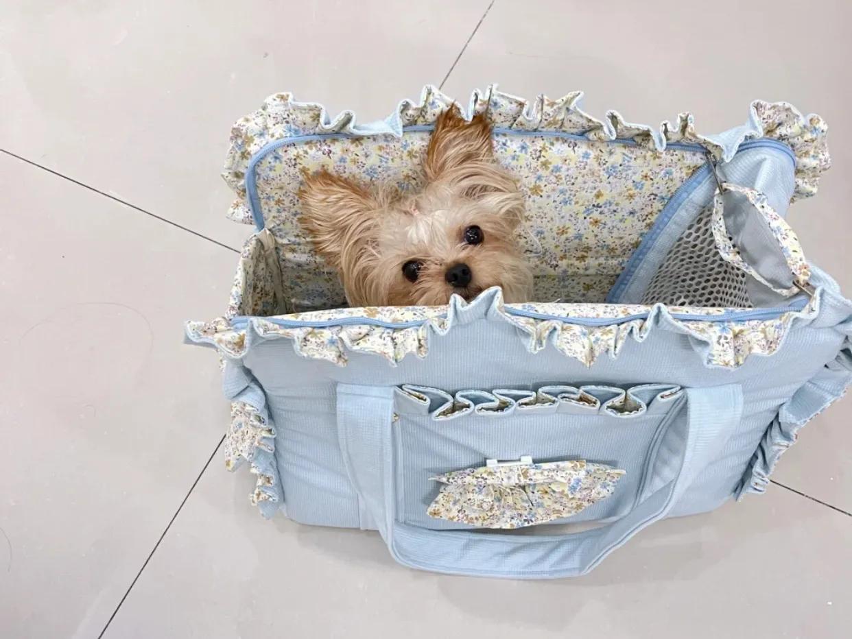 约克夏常见疾病及处理办法,一般约克夏会有什么病