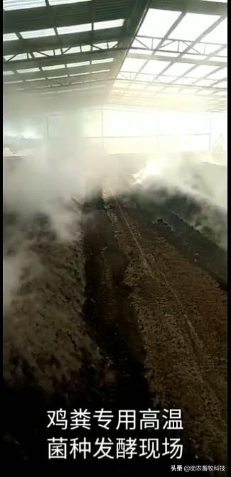 鸡鸭粪便自然发酵方法,湿鸡鸭粪怎样发酵有机肥