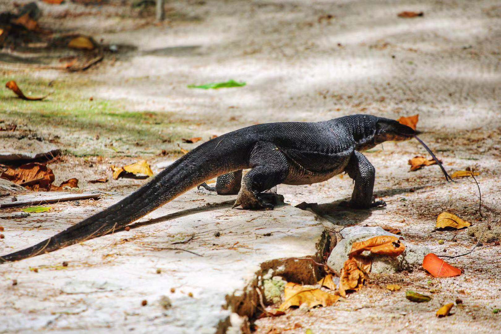 印尼跟团游深度探索当地人文风情,印尼朝圣之旅