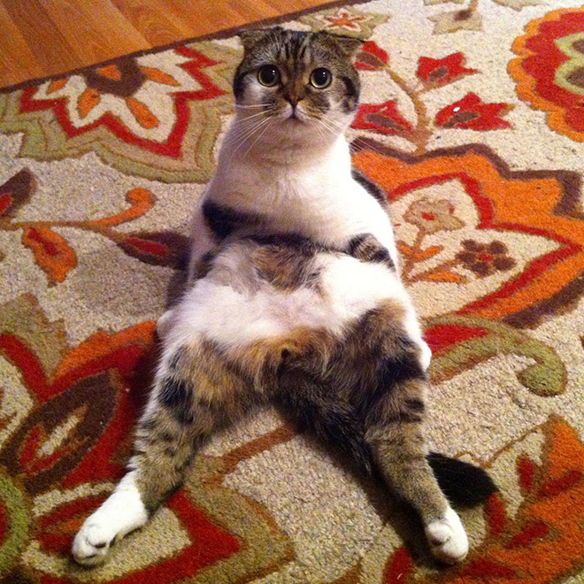 养猫前，你需要知道这些（1）