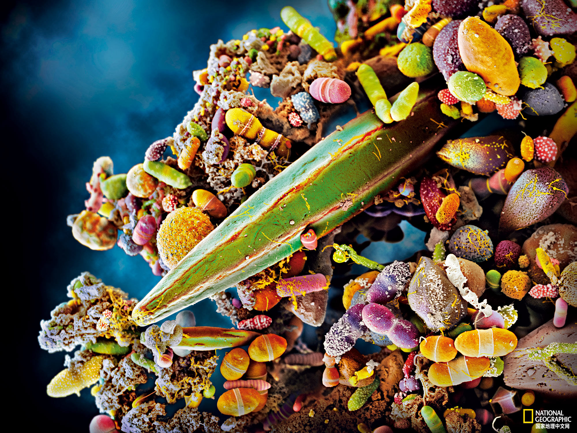 数以兆计的微生物把我们的身体当做家，你了解它们么？