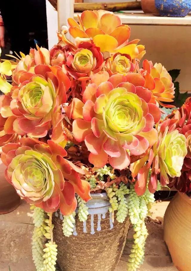 多肉法师韶羞现在能摘心吗,多肉法师欧紫跟韶羞的对比图