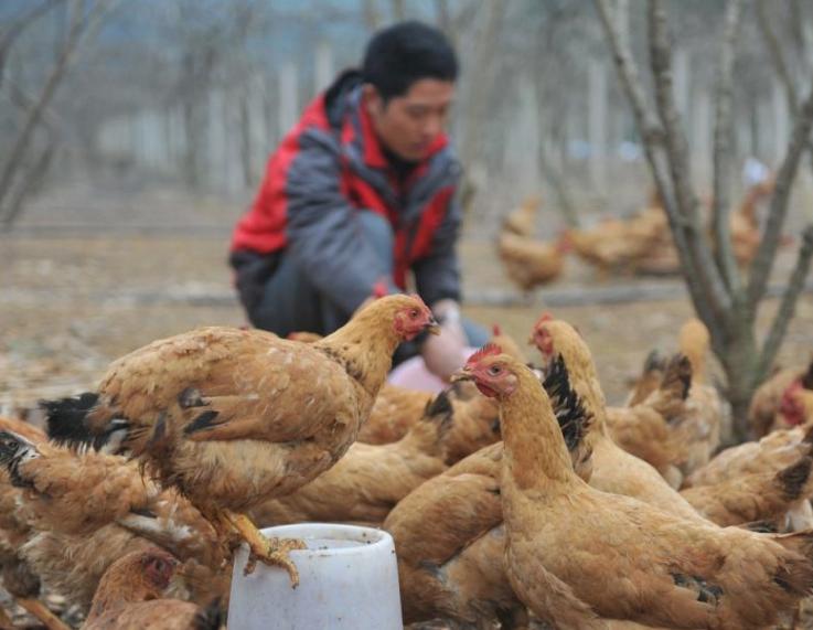 肉鸡腹水综合征,肉鸡腹水症特效药
