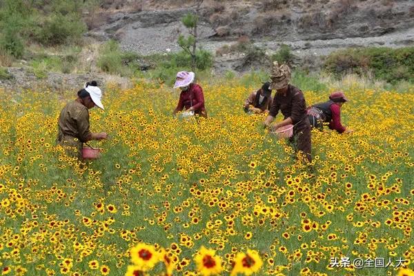 四川人大：“蜀味”立法监督助脱贫