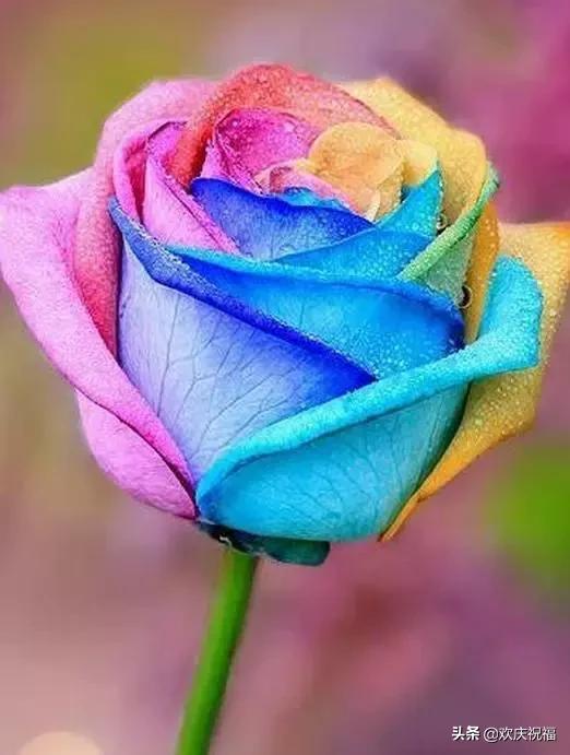 明日七夕，777幸福花送给群里所有的朋友，谁打开，谁幸福