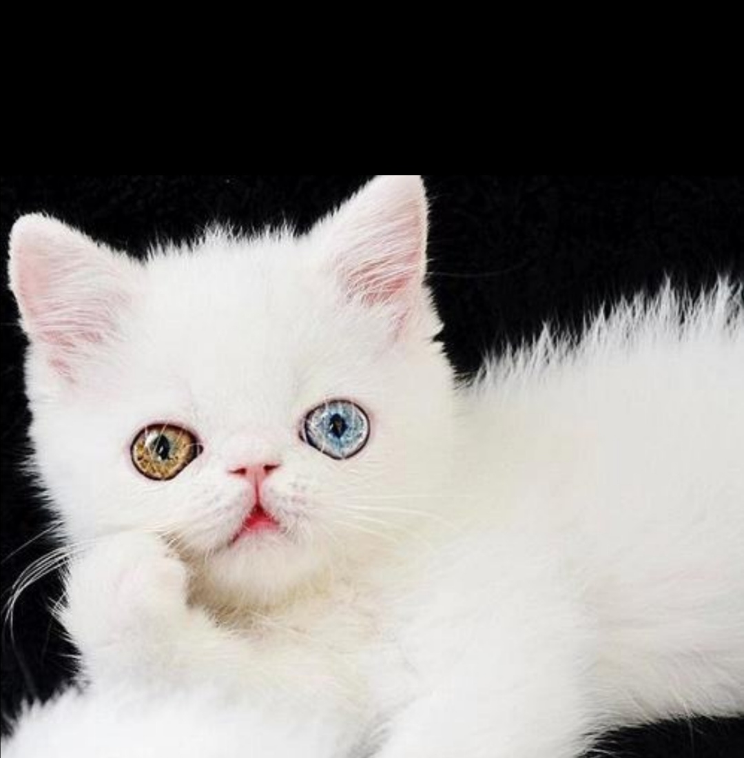 写小狗小猫小兔的外形描写作文,描写小猫小狗的好段落