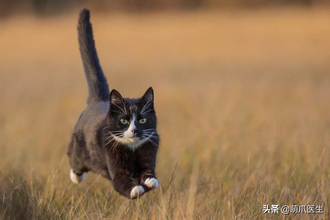 “你根本不爱猫，你就是馋它的身子！”