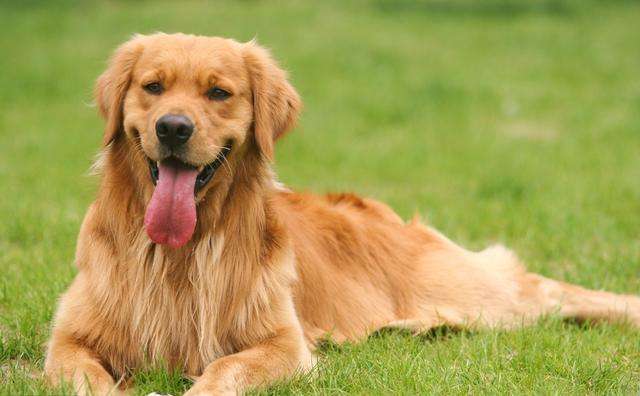 金毛好养吗爱乱跑吗,金毛的优点和缺点