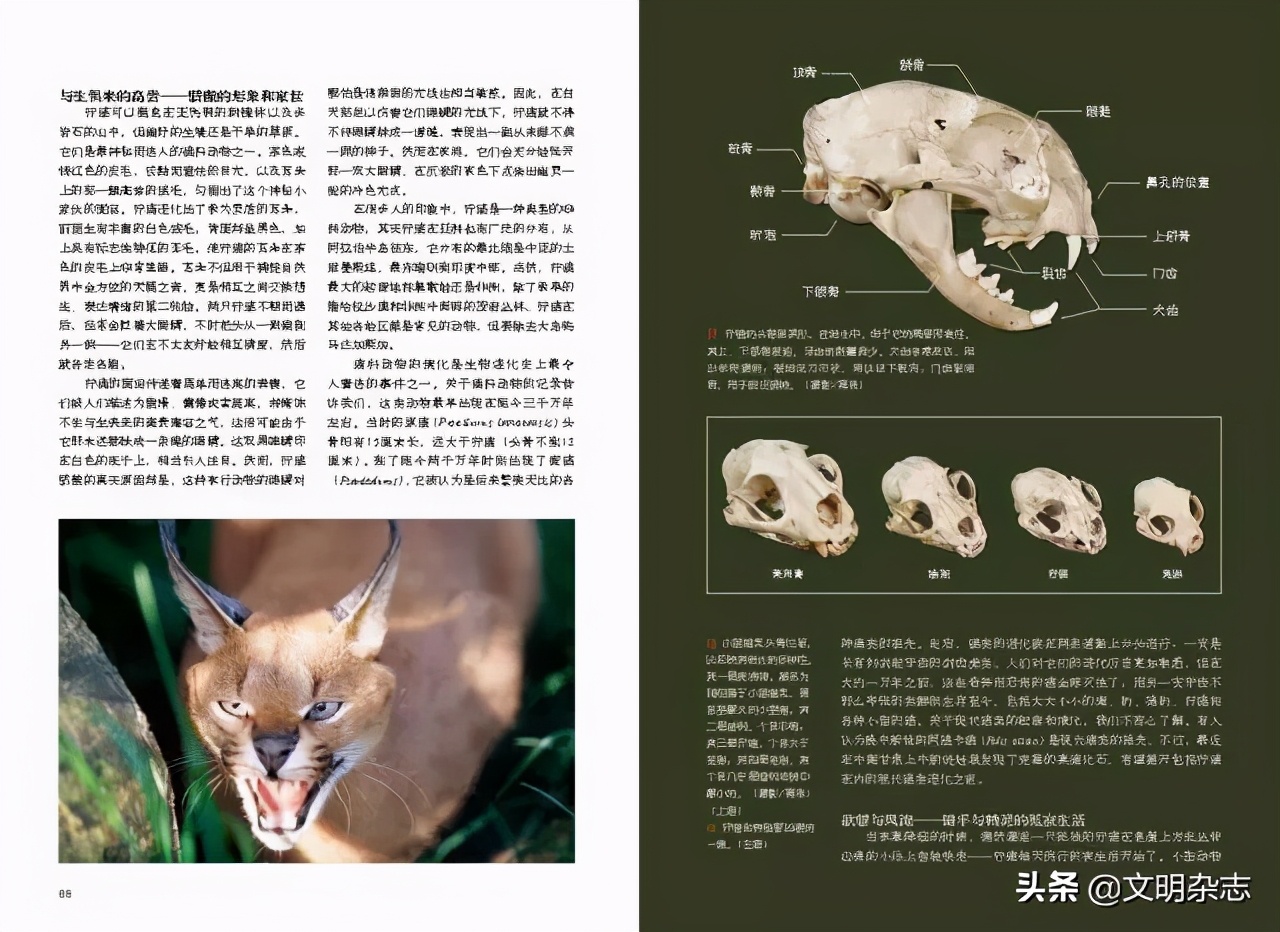 幽秘的长耳精灵——狞猫