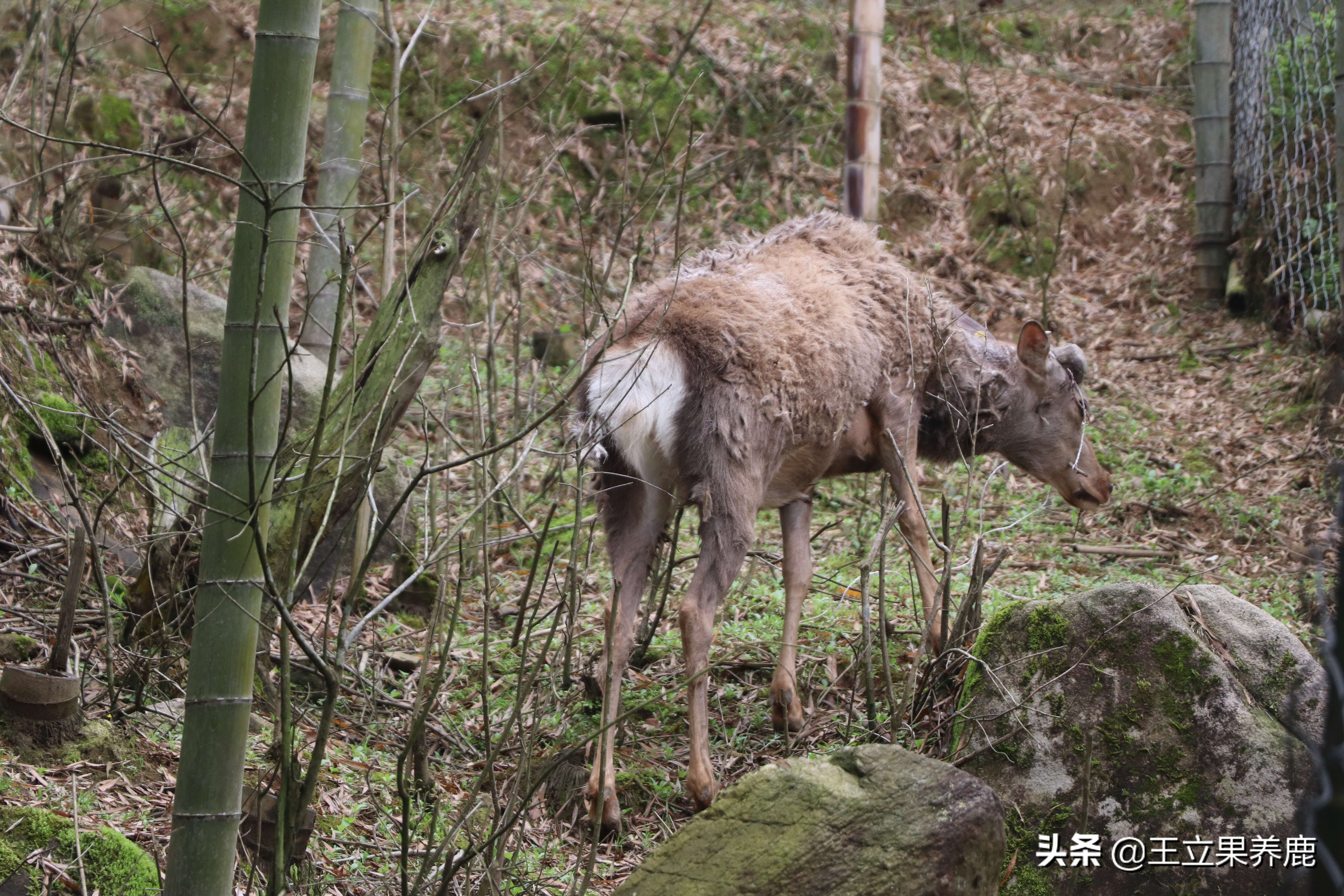 养鹿圈养好还是散养好,散养和圈养哪个利润高