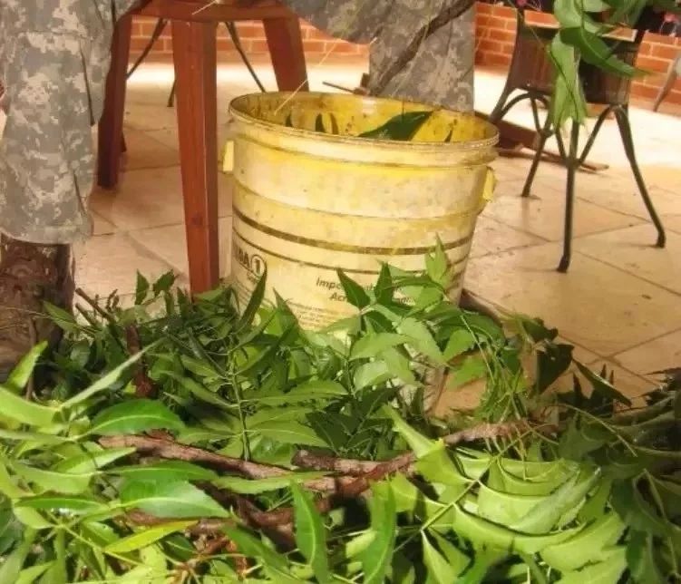 苦楝油杀虫一月喷几次,苦楝树怎么做杀虫剂杀菌