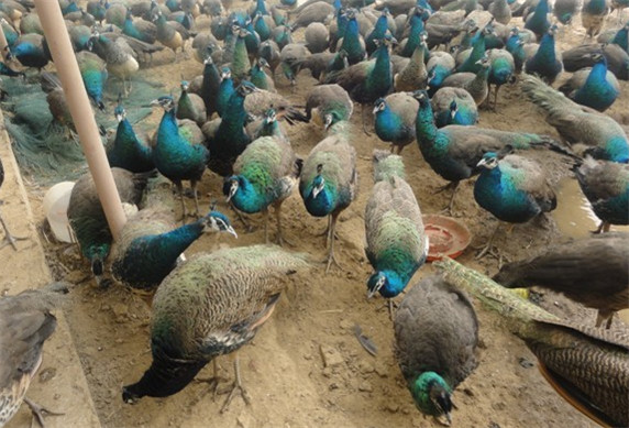 一百只孔雀养殖下来能赚多少钱,一只孔雀能赚多少